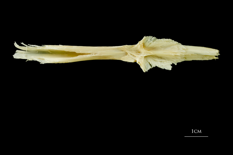 Atlantic cod parasphenoid dorsal view