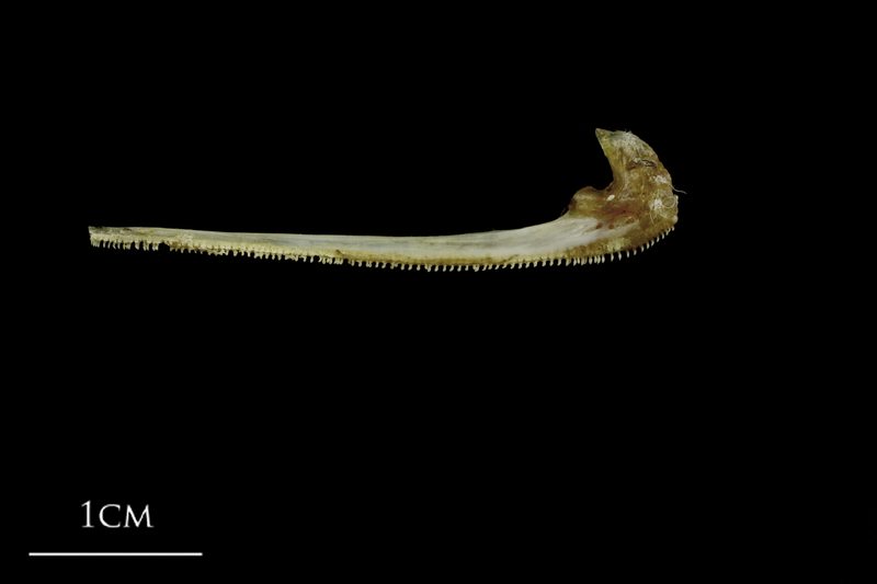 Spanish mackerel premaxilla medial view