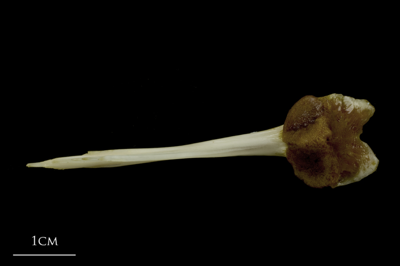 European conger for assessment ventral view