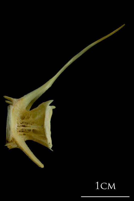 Saithe caudal vertebra lateral view