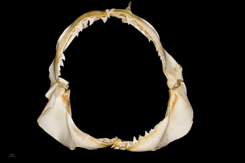 Blue Shark jaw anterior view