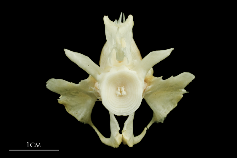 Freshwater bream basioccipital anterior view