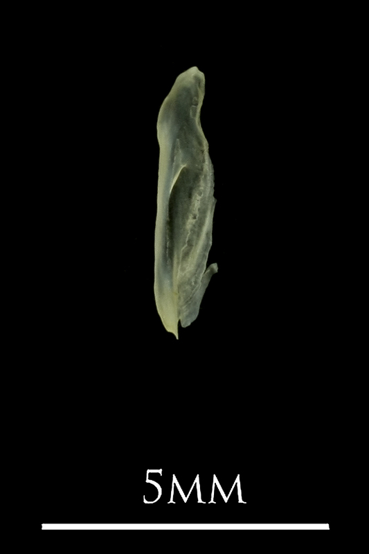 Butterfish supracleithrum lateral view