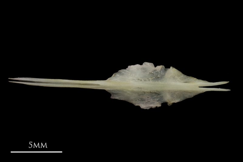 European eel parasphenoid ventral view