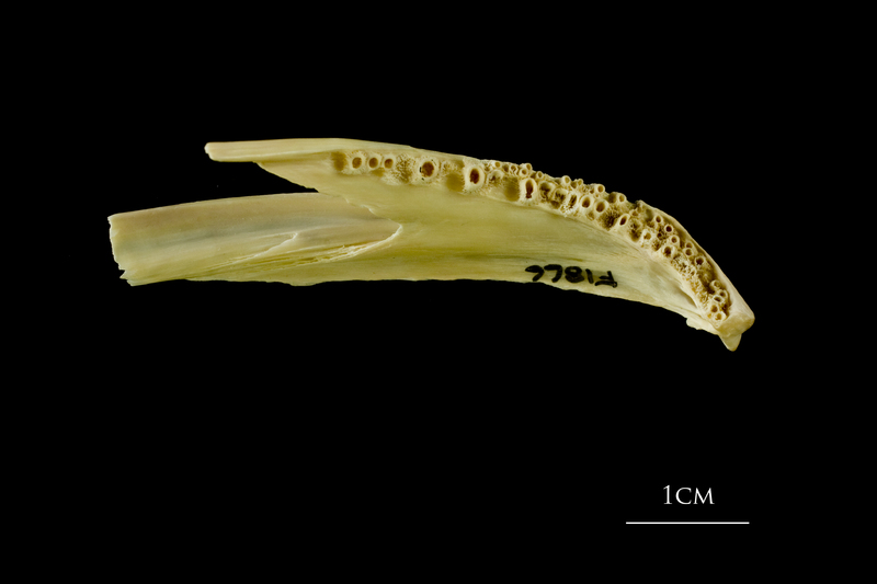 Atlantic cod dentary medial view