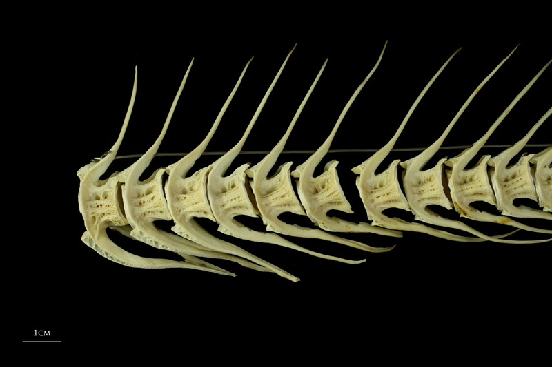 Atlantic cod caudal vertebra lateral view