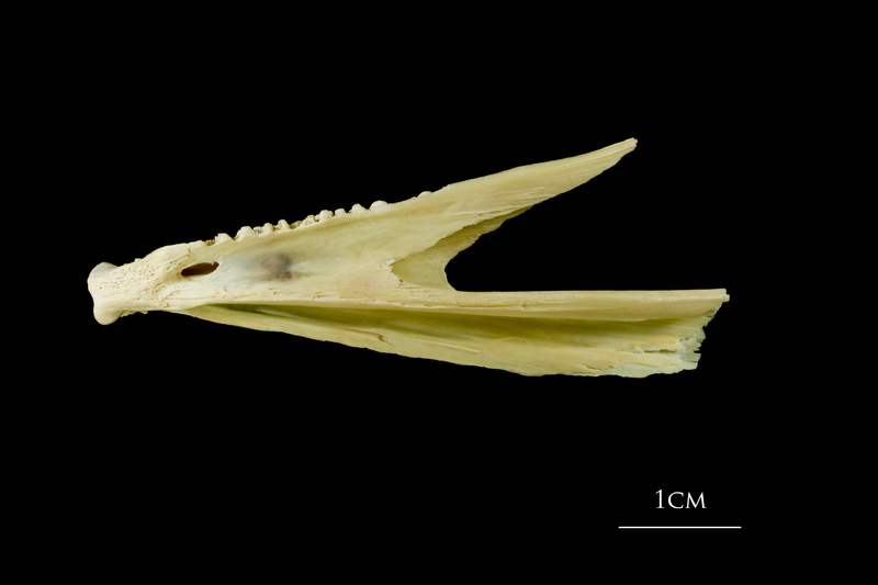 Atlantic cod dentary lateral view