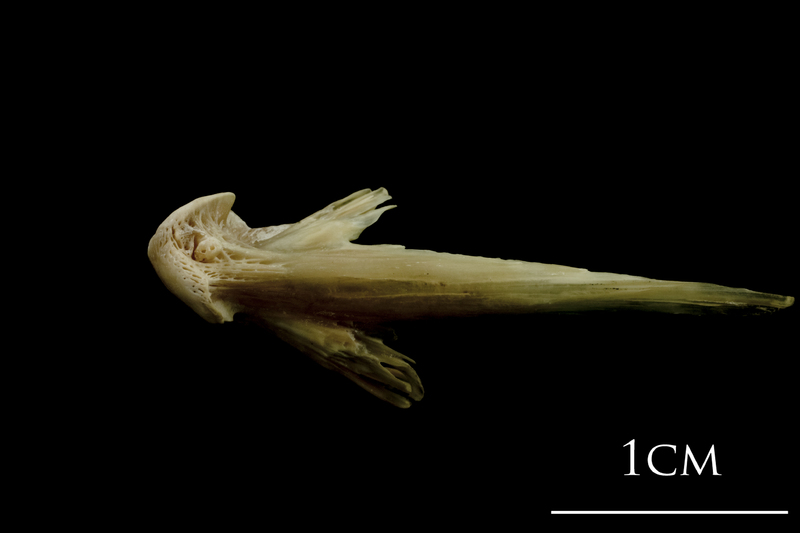 Turbot vomer ventral view