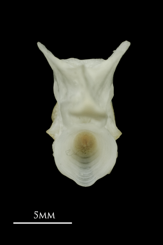 Roach basioccipital posterior view