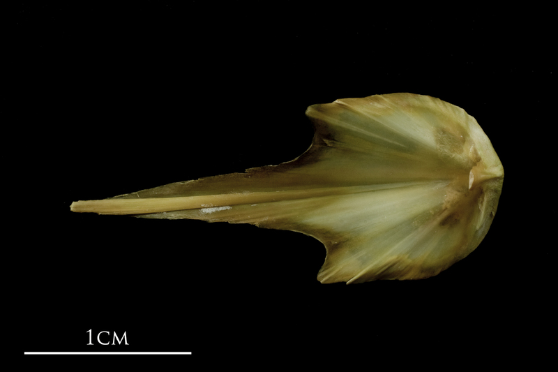 John dory vomer dorsal view