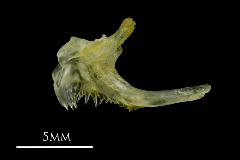 Ruffe posttemporal medial view