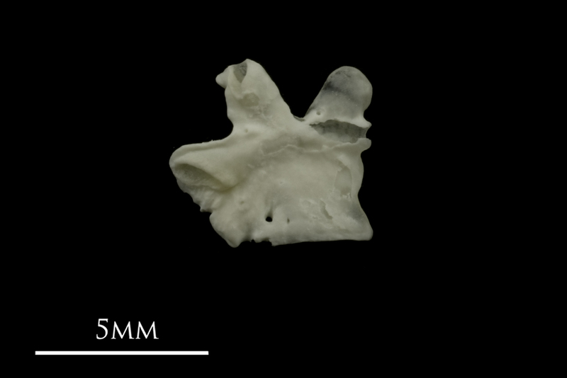 Grayling for assessment medial view