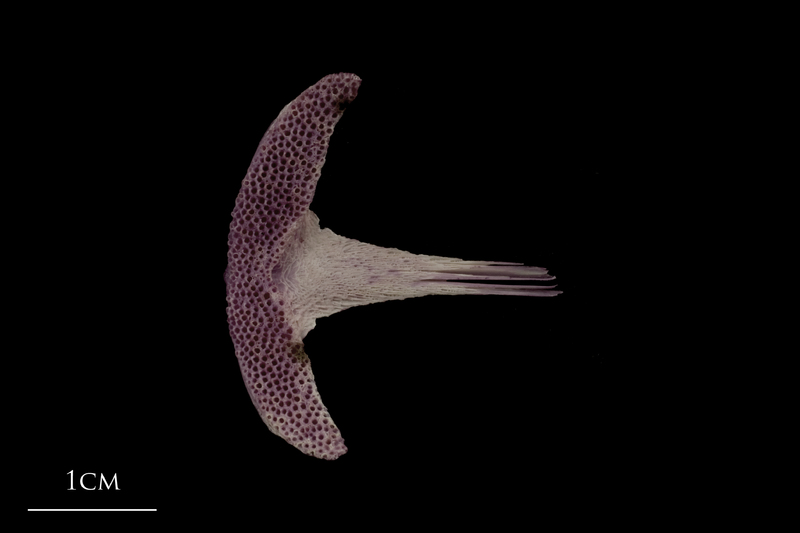 Wels catfish vomer ventral view