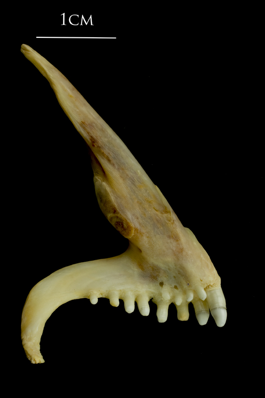 Ballan wrasse premaxilla medial view