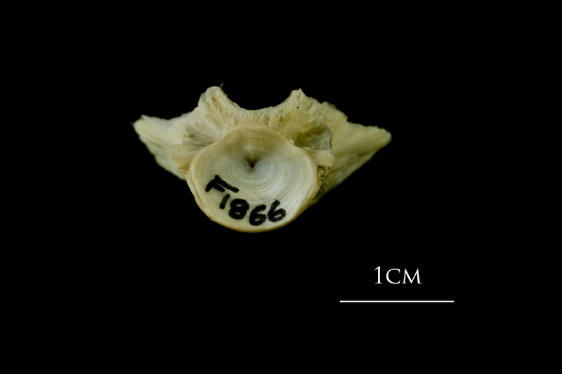 Atlantic cod basioccipital anterior view