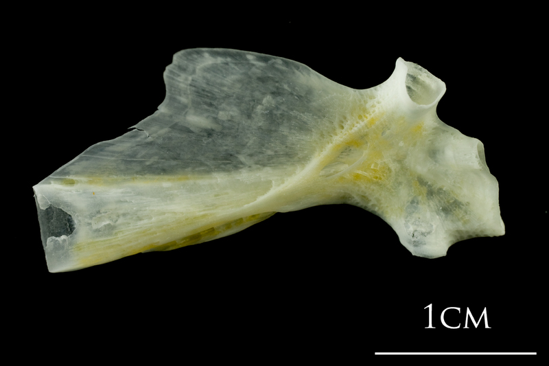 European plaice hyomandibular medial view