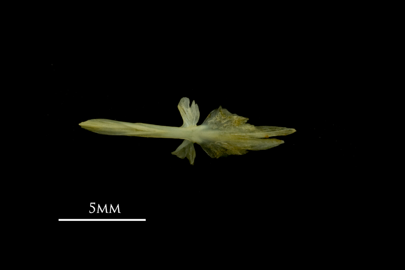 Bullhead parasphenoid ventral view