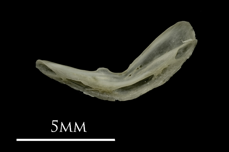 Eelpout preopercular medial view