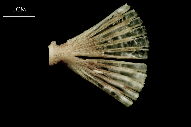 Atlantic halibut ultimate vertebra lateral view