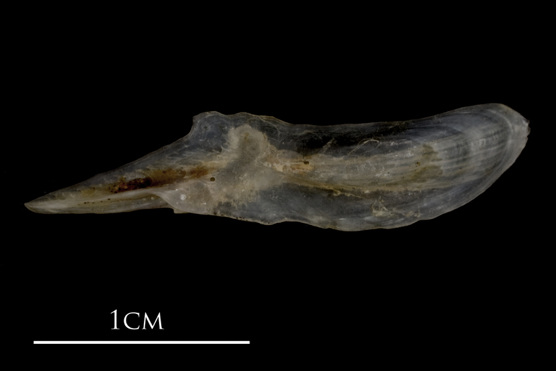 Sea scorpion supracleithrum medial view