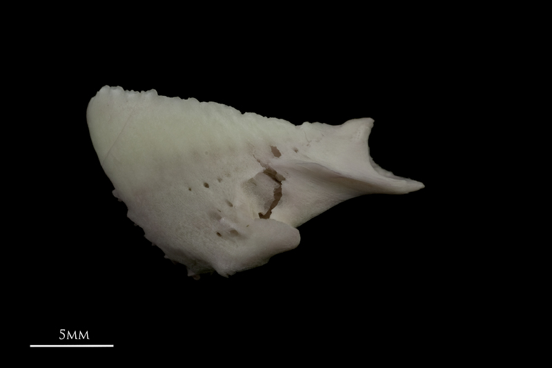 Parrot fish dentary lateral view