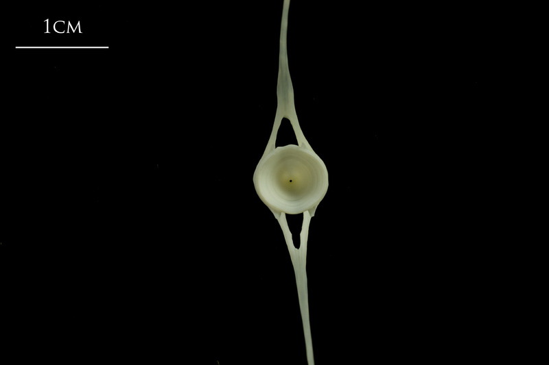 Whiting caudal vertebra posterior view