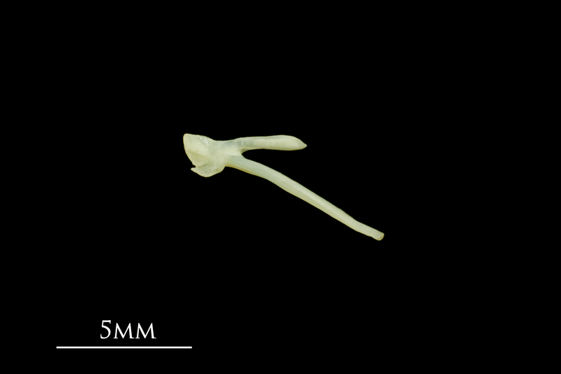 Five-Bearded Rockling posttemporal medial view