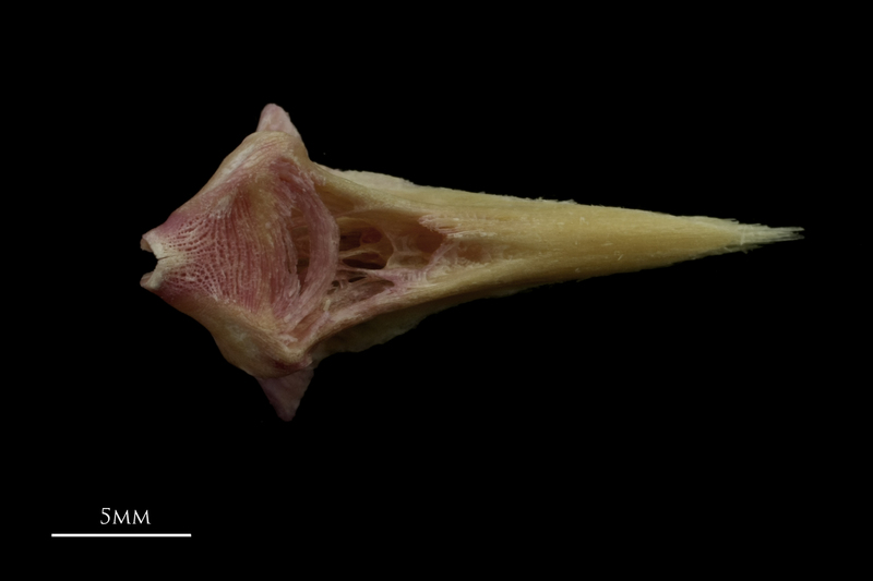 Meagre vomer ventral view