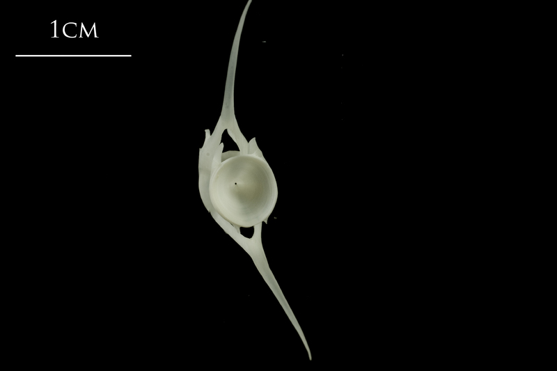 Ling caudal vertebra posterior view