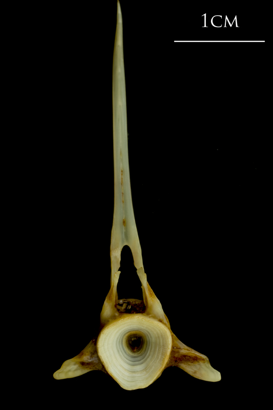 Ballan wrasse precaudal vertebra anterior view