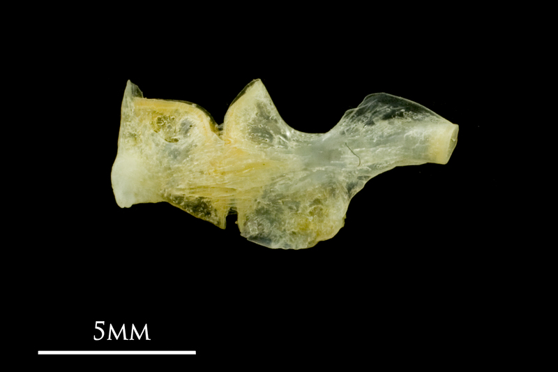 Common sole ceratohyal epihyal complex medial view