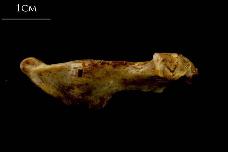 Ballan wrasse ceratohyal epihyal complex medial view