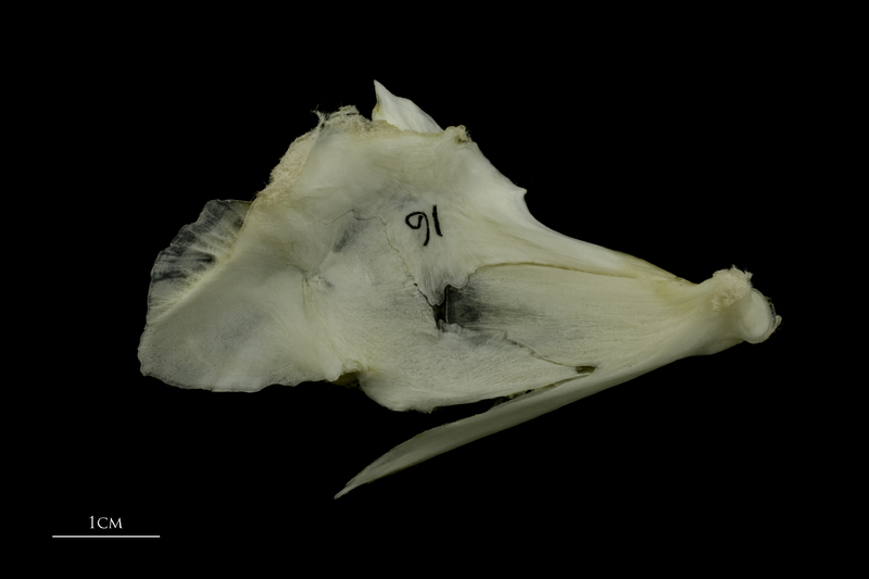 Grey Triggerfish quadrate medial view