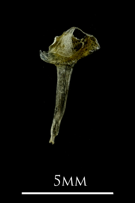 Three-spined stickleback for assessment lateral view