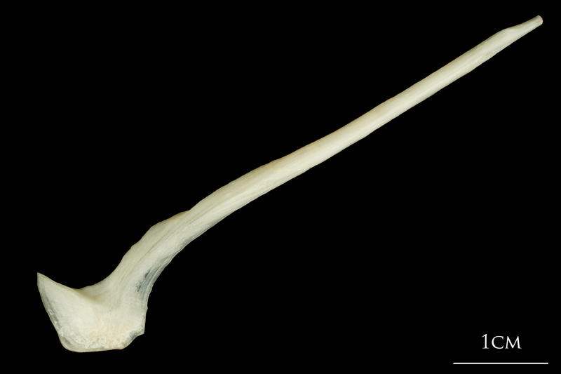 Haddock postcleithrum lateral view