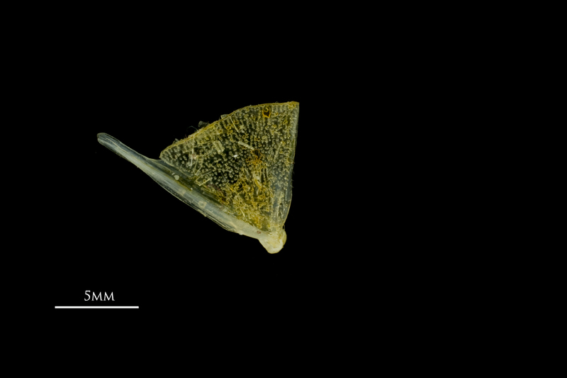 Scad quadrate medial view