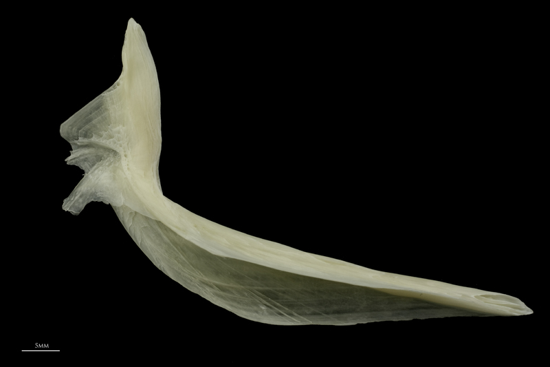 Burbot cleithrum medial view