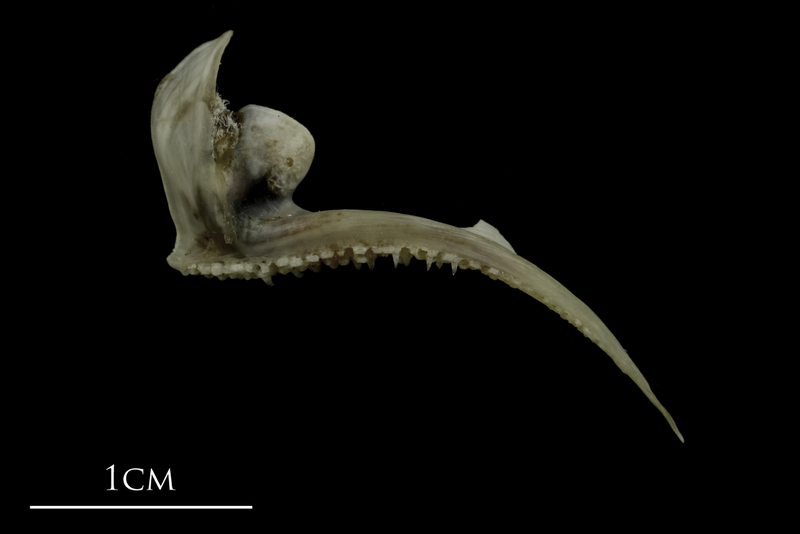 Brill premaxilla lateral view