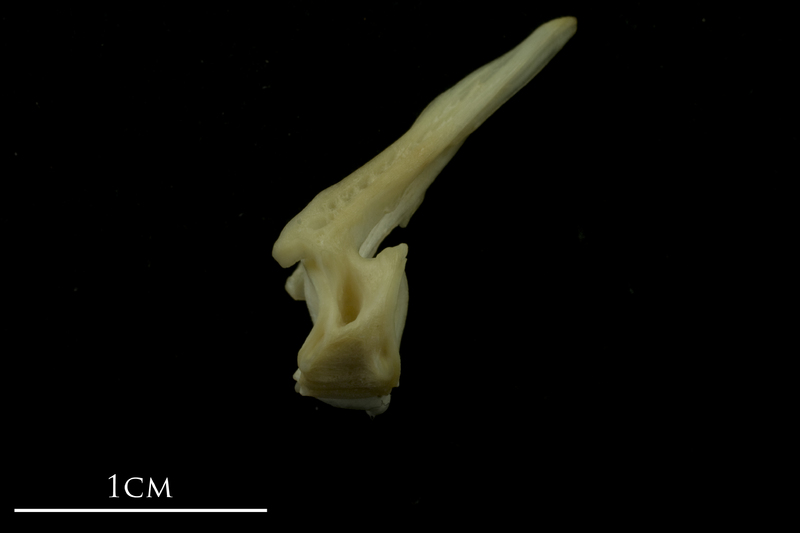 Bib precaudal vertebra lateral view