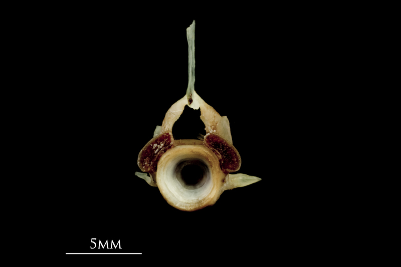 Garfish precaudal vertebra anterior view