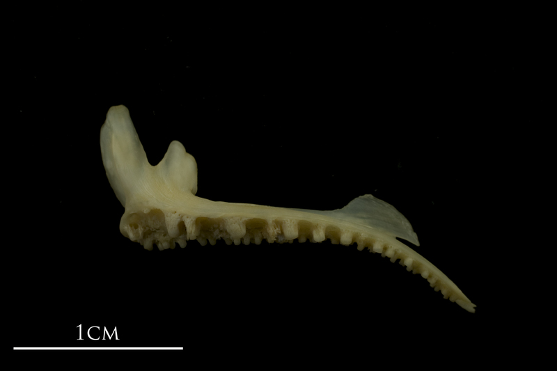 Bib premaxilla lateral view