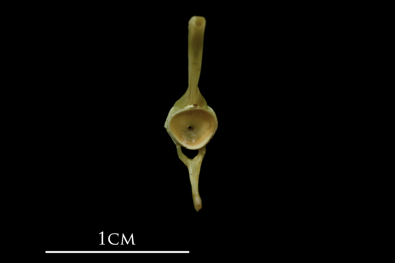 John dory ultimate vertebra posterior view