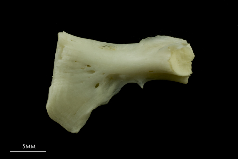 Common carp ceratohyal medial view