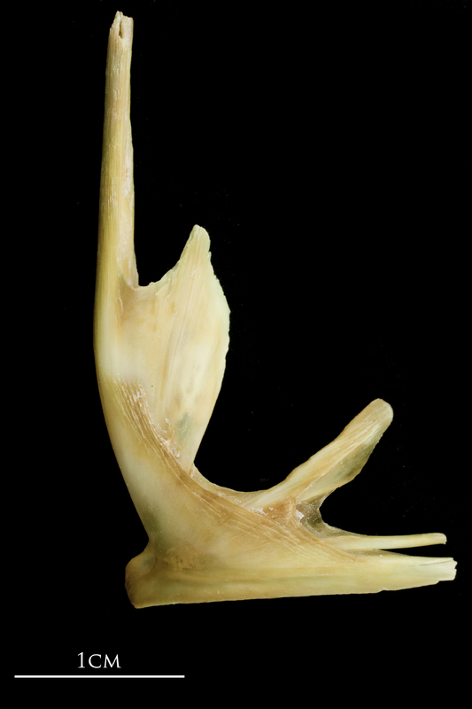 John dory premaxilla lateral view