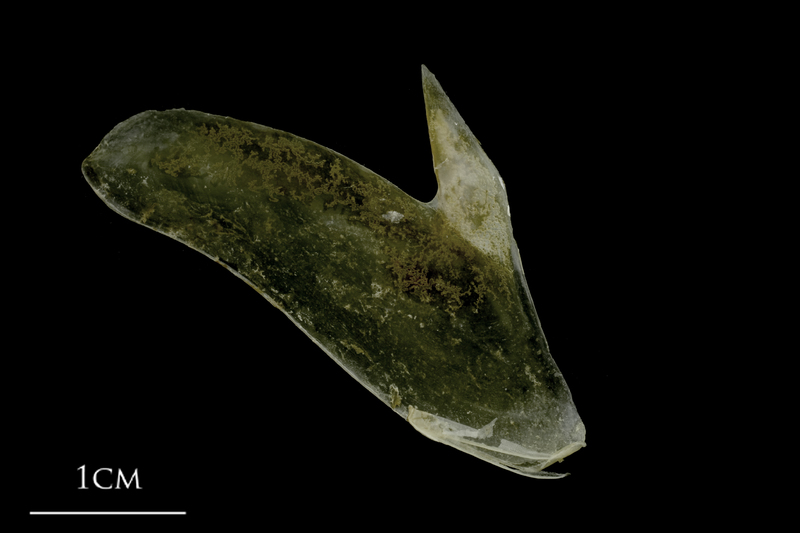 Spanish mackerel subopercular medial view