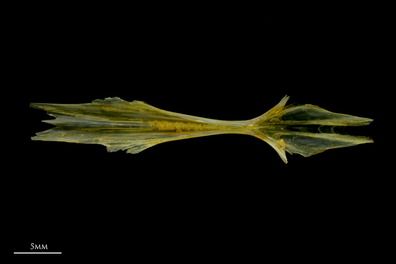 Grey gurnard parasphenoid dorsal view