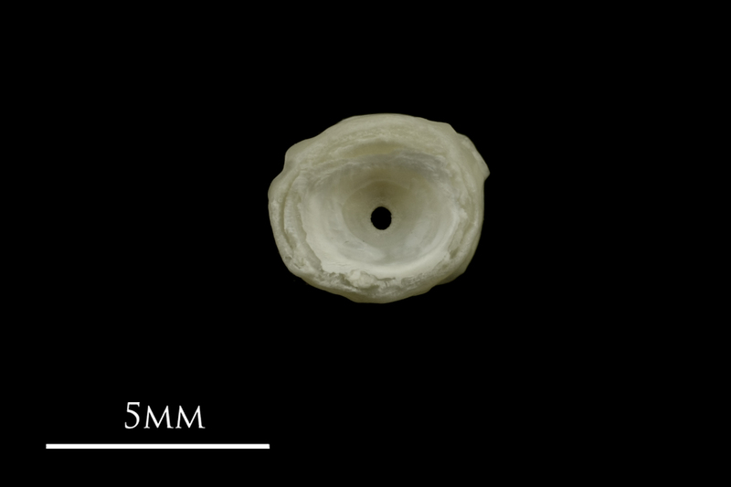 Grayling first vertebra anterior view