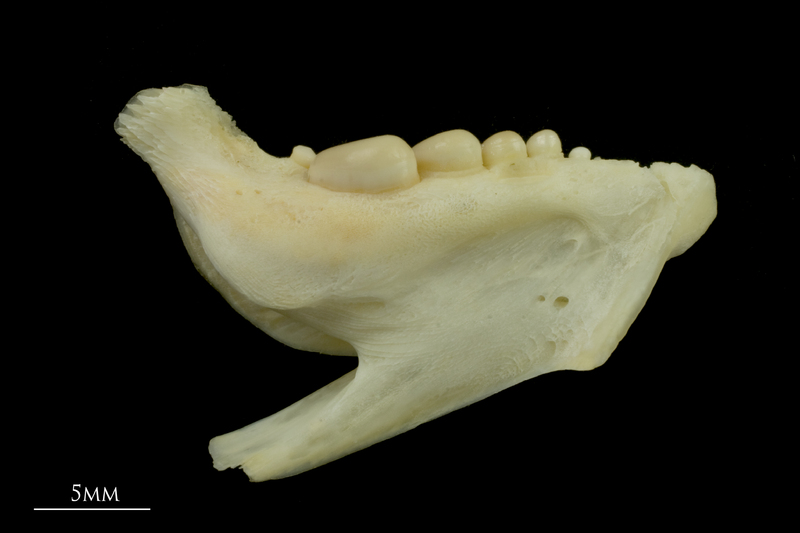 Gilthead seabream dentary medial view