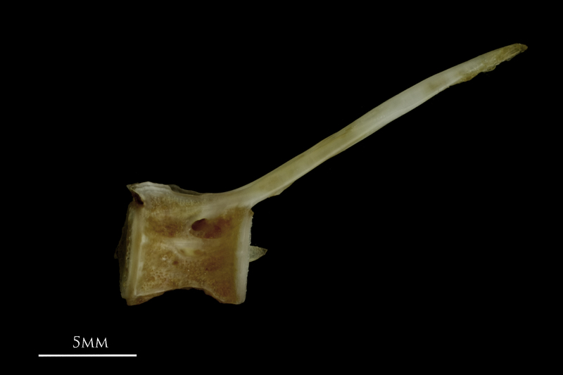 Couch's seabream caudal vertebra lateral view