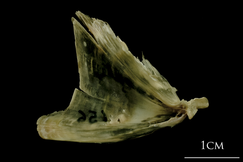 Turbot opercular medial view